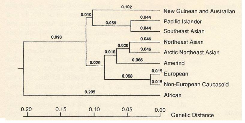 human-races-i-q-and-human-intelligence